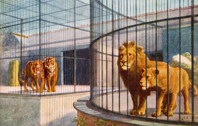 Leões e Tigres no Zoológico (cor litho) de English School