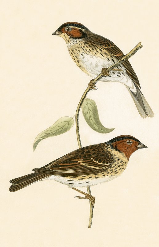 Little Bunting, ilustração de "Uma História das Aves da Europa Não Observadas nas Ilhas Britânicas", de Charles Robert Bree (1811-1886), publicada em 1867. de English School