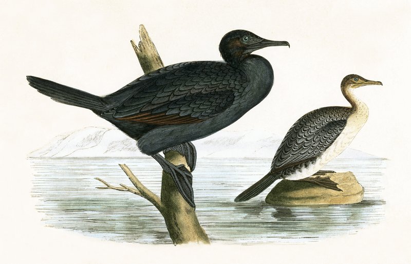 Pequeno Cormorão, ilustração de "Uma História das Aves da Europa Não Observadas nas Ilhas Britânicas", de Charles Robert Bree (1811-1886), publicado em 1867 de English School