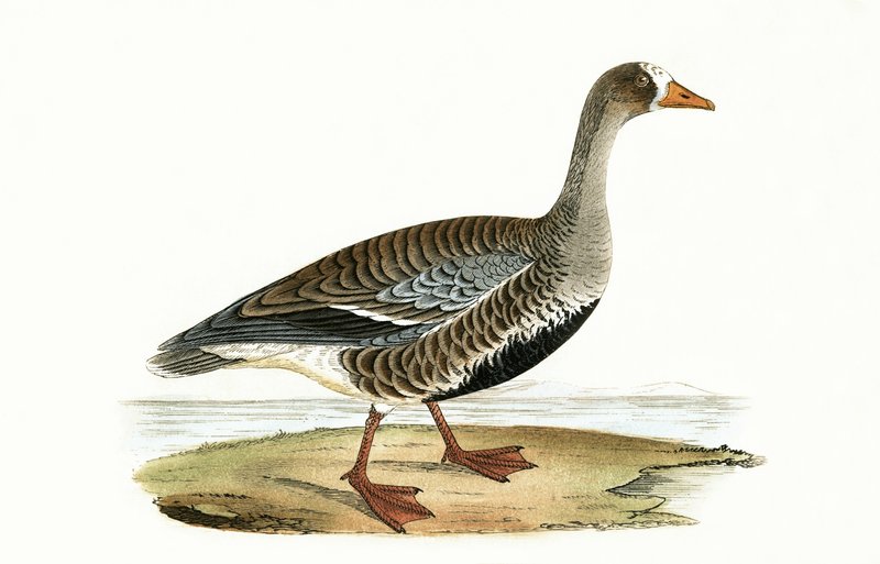 Little White Fronted Goose, ilustração de "Uma História das Aves da Europa Não Observadas nas Ilhas Britânicas", de Charles Robert Bree (1811-1886), publicado em 1867 de English School