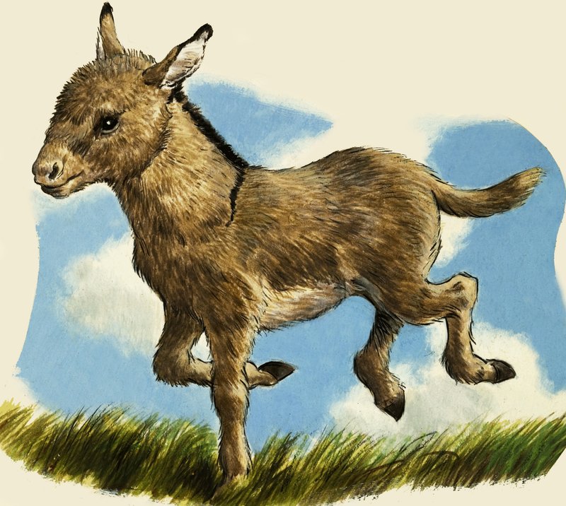 Burrinho de English School