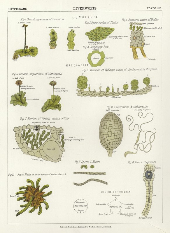 Liverworts de English School