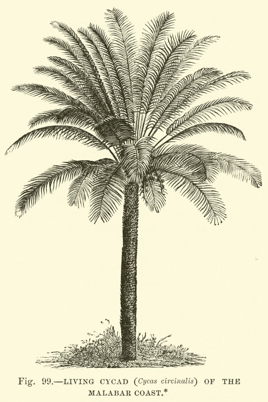 Cycad vivo (Cycas circinalis) da costa de Malabar de English School