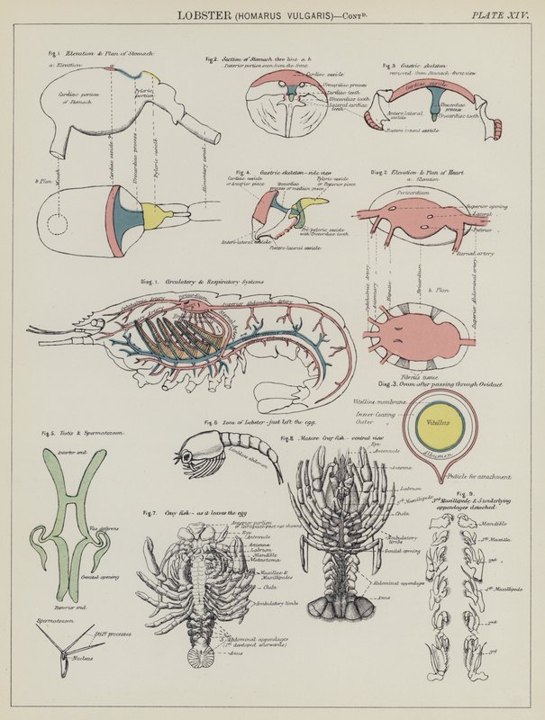 Lagosta, Homarus Vulgaris (cor litho) de English School
