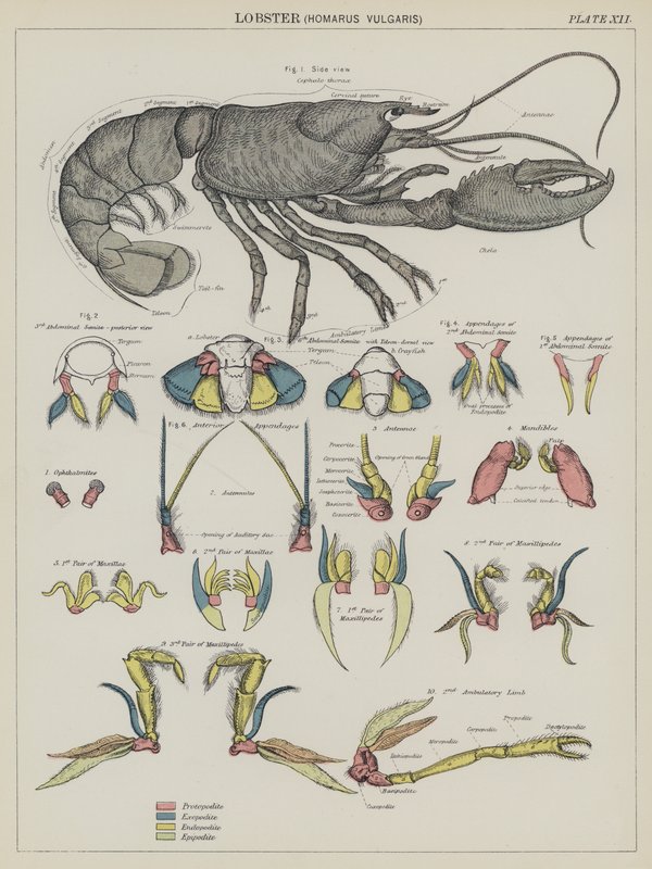 Lagosta, Homarus Vulgaris (litografia a cores) de English School