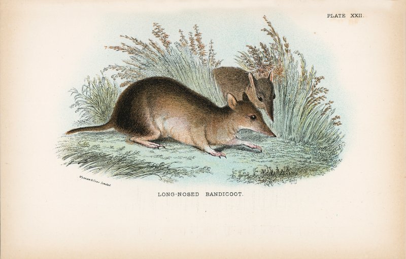 Bandicoot longo-cheirado de English School