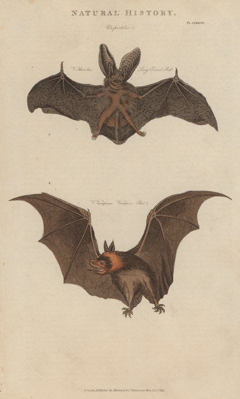 Morcego de orelhas longas e morcego vampiro (gravação colorida) de English School
