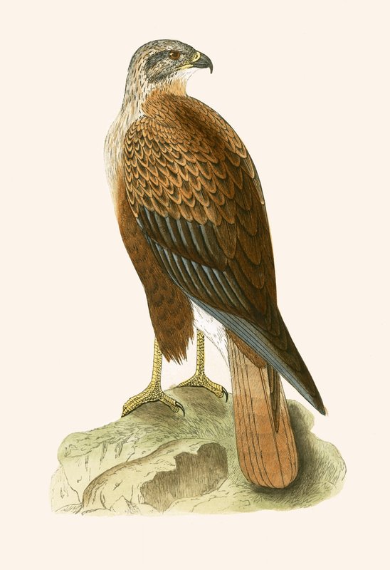 Buzzard de pernas compridas, ilustração de "Uma história das aves da Europa não observadas nas ilhas britânicas", de Charles Robert Bree (1811-1886), publicado em 1867 (cor litho) de English School