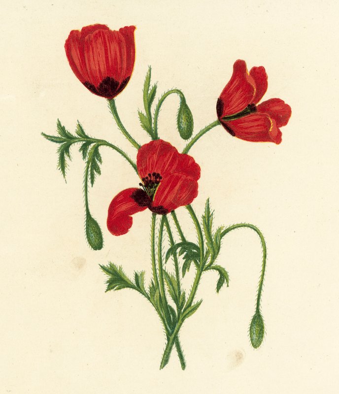 Papoila de cabeça espinhosa, Papaver argemone (litografia a cores) de English School