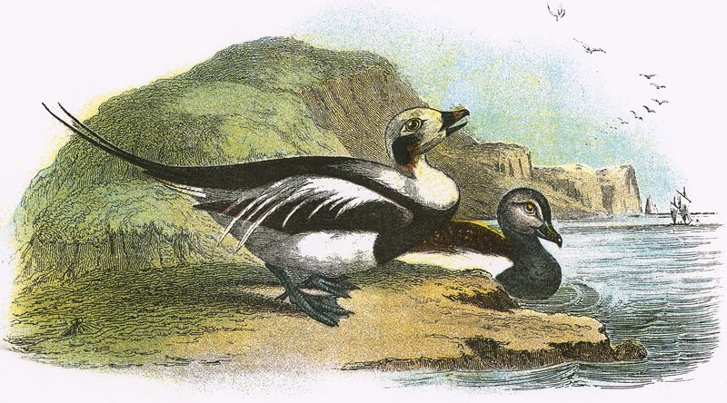 Pato de cauda longa de English School
