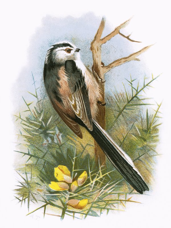 Titmouse de cauda longa de English School