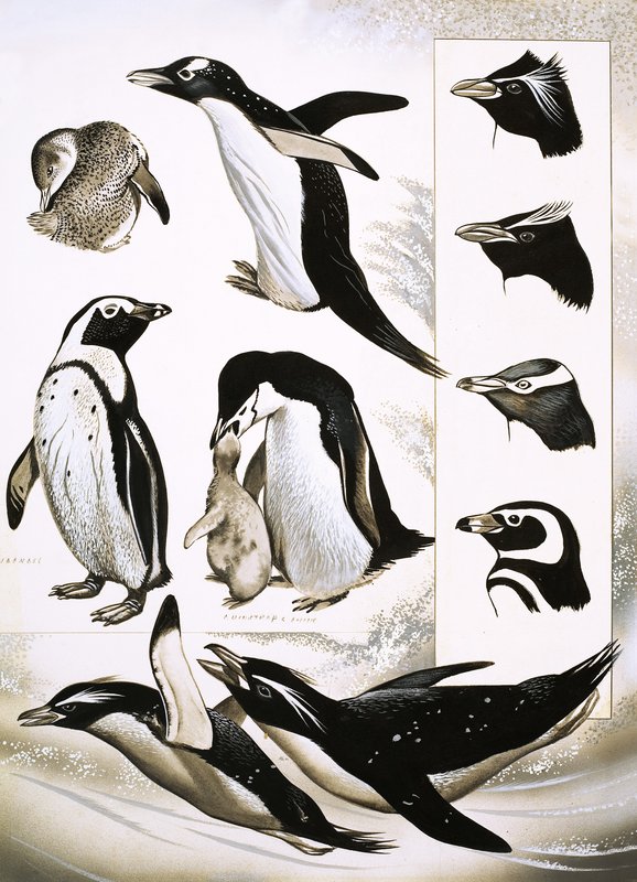 Olhando para a natureza: O que são os pinguins Spheniscidae! de English School