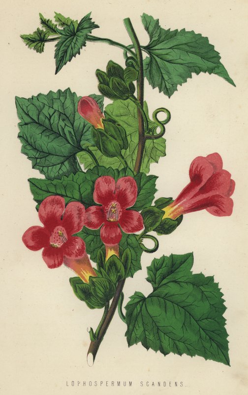 Lophospermum Scandens (cromólito) de English School