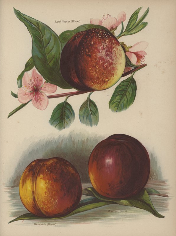 Lorde Napier (rios), Humboldt (rios), Dryden (rios) de English School