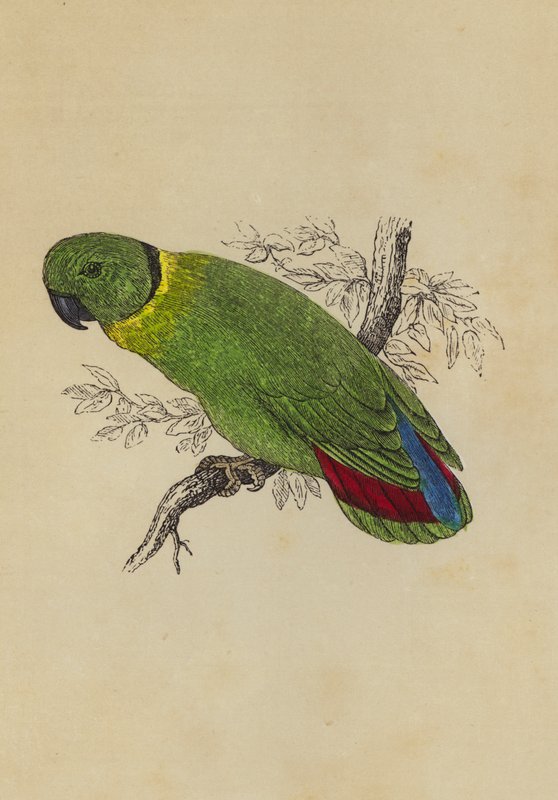 Love Bird (cor litho) de English School