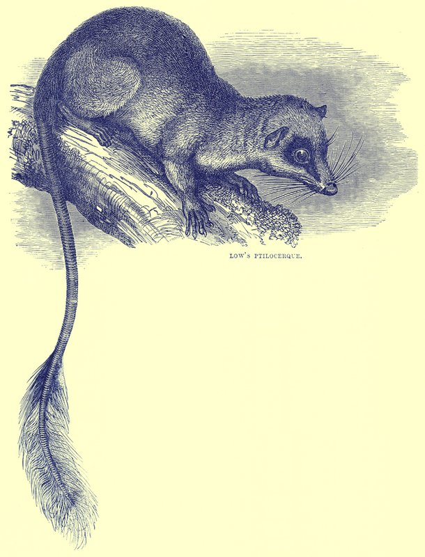 Baixo Ptilocerque, ilustração da história natural de Cassells de English School