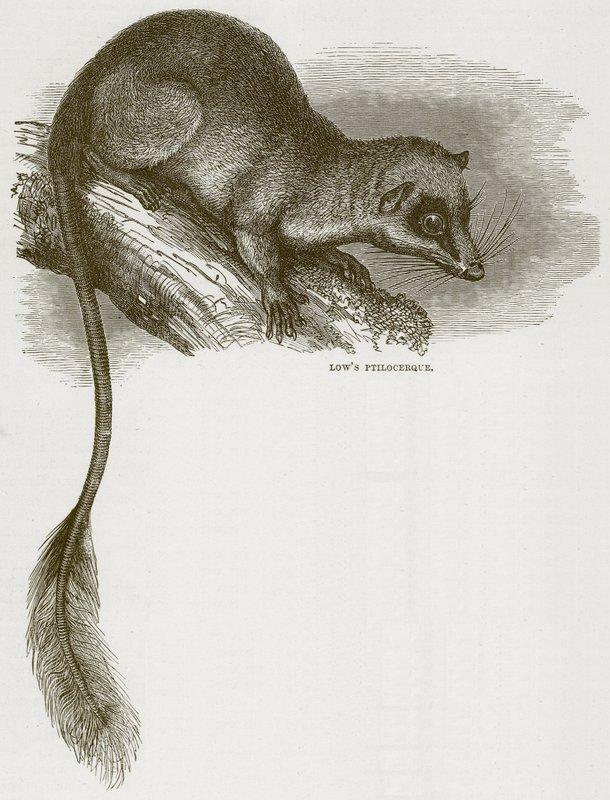 Baixo Ptilocerque, ilustração da história natural de Cassells de English School