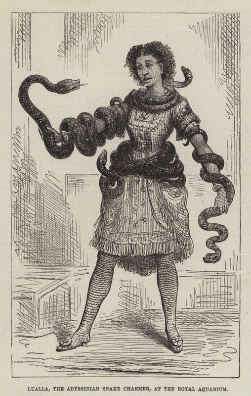 Lualla, a Encantadora Cobra Abissínia, no Aquário Real (gravura) de English School