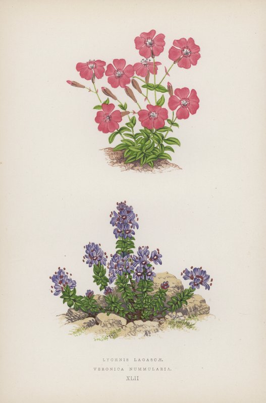 Lychnis Lagascae; Veronica Nummularia (cor litho) de English School