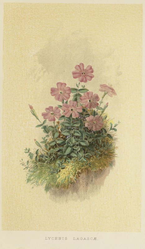 Lychnis lagascae de English School