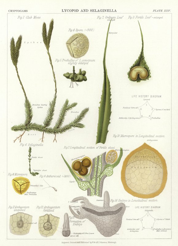 Lycopod e Selaginella de English School