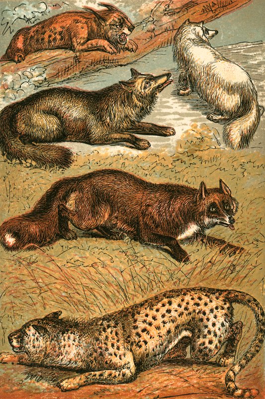 Lynx, Cross Fox, Raposa Ártica, Raposa Comum e Cheetah de English School