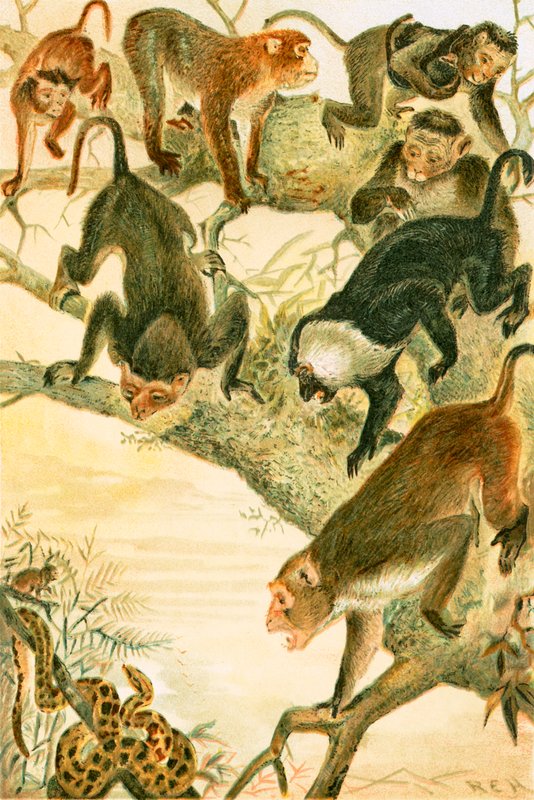 Macacos de English School