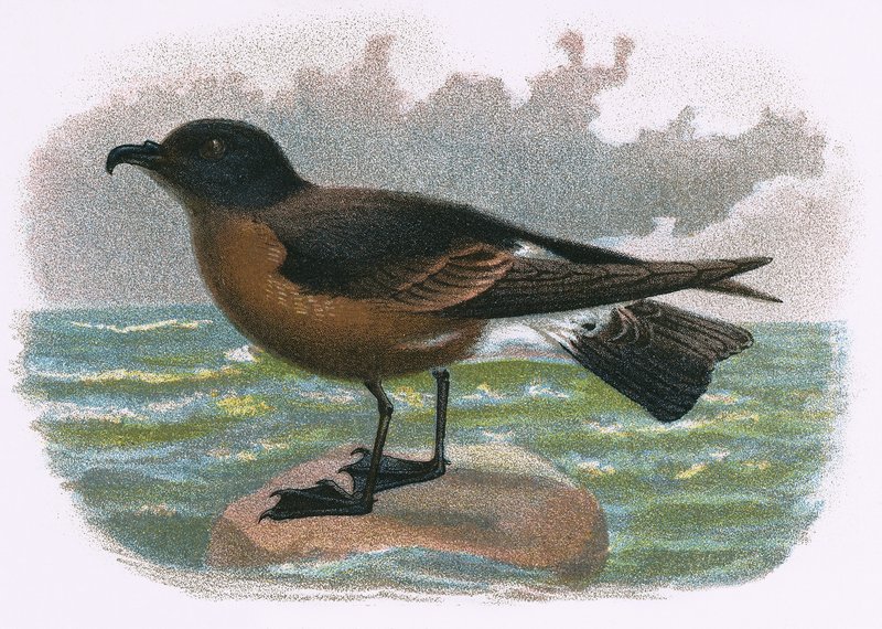Madeira Petrel de English School