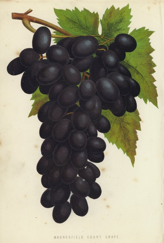 Madresfield Court Grape de English School