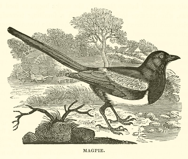 Magpie (gravura) de English School