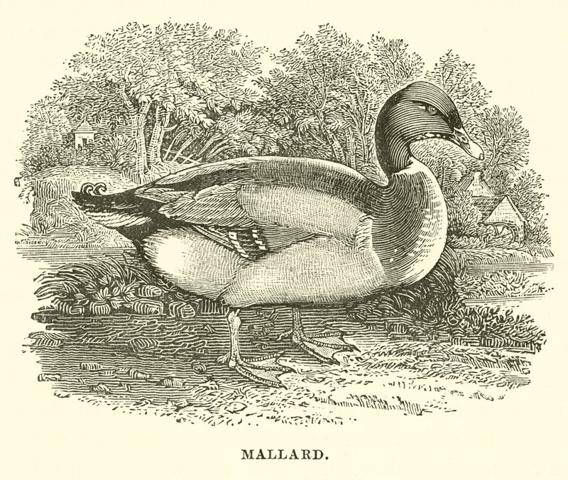 Mallard (gravura) de English School