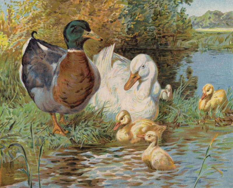 Patos-reais e patinhos num tanque (cor litho) de English School