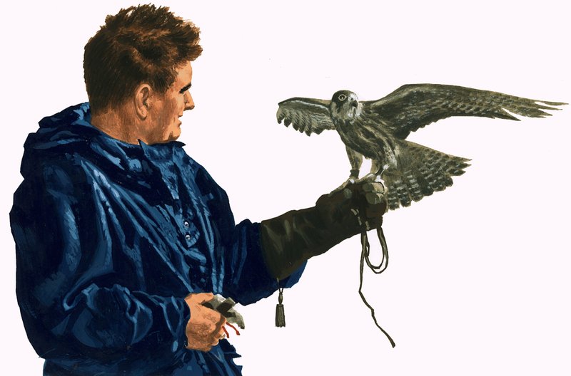 Homem, segurando, um, pássaro presa de English School