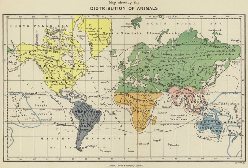Mapa de distribuição dos animais (litografia a cores) de English School
