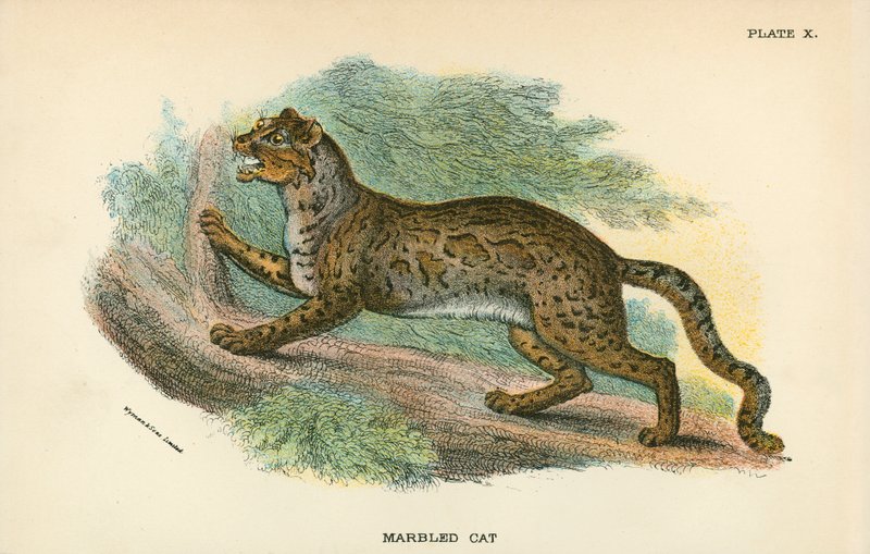 Gato Marmoreado de English School