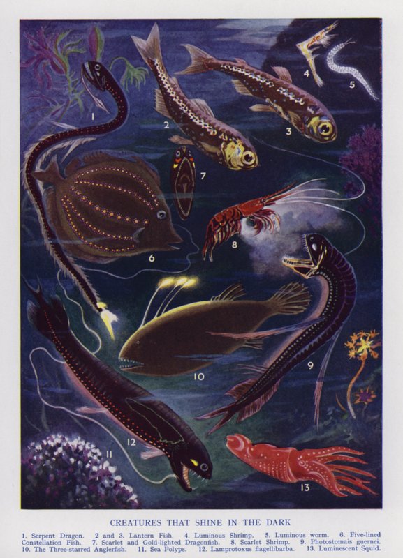 Criaturas marinhas que brilham no escuro (cor litho) de English School