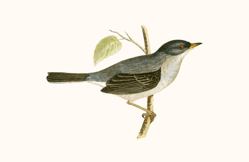 Marmora&39;s Warbler, ilustração de "Uma História dos Pássaros da Europa Não Observados nas Ilhas Britânicas", de Charles Robert Bree (1811-1886), publicada em 1867 de English School