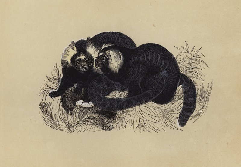 Marmozet (cor litho) de English School