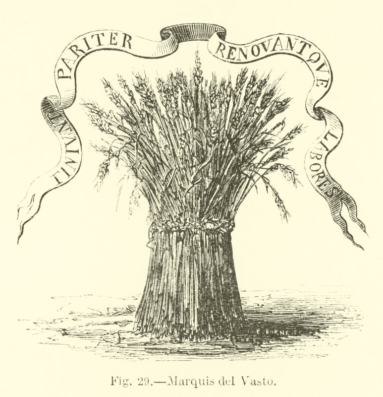 Marquês del Vasto de English School