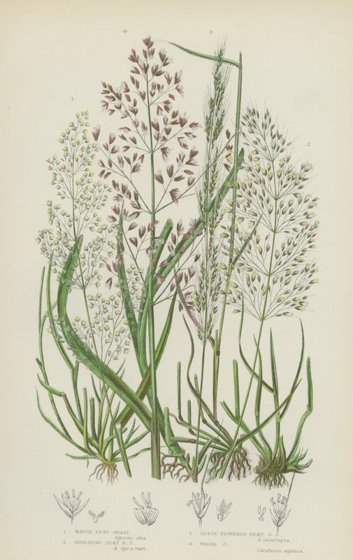 Erva de Pântano, Densa Erva Silky Bent, Whorl Grass (cor litho) de English School