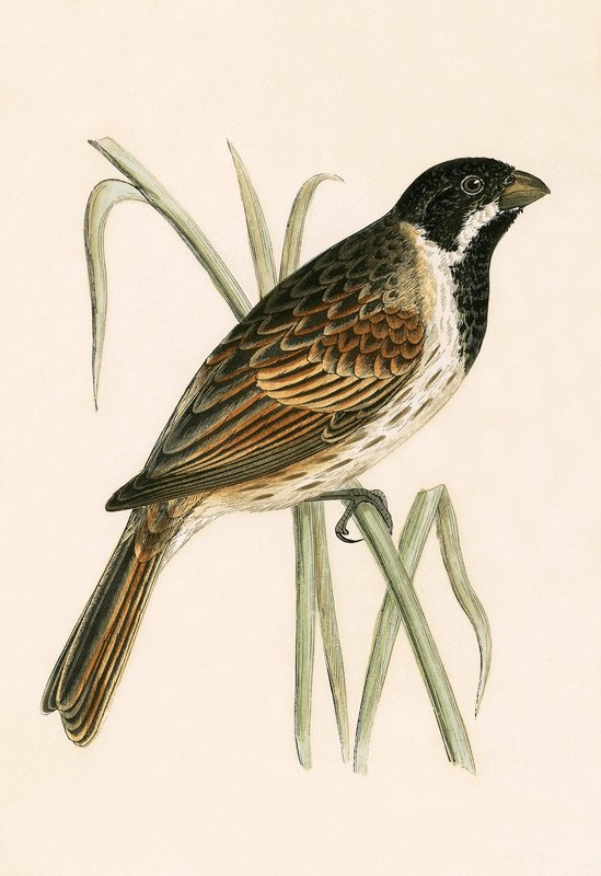 Marsh Bunting, ilustração de "Uma História das Aves da Europa Não Observadas nas Ilhas Britânicas", de Charles Robert Bree (1811-86), publicada em 1867 de English School