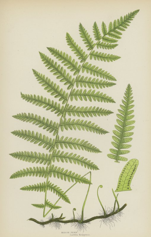 Feto de pântano (cor litho) de English School
