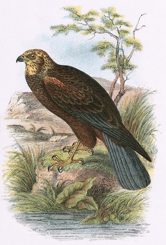 Marsh Harrier de English School