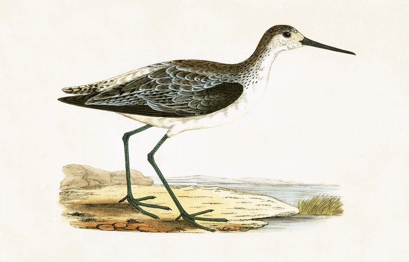 Marsh Sandpiper, ilustração de "Uma História das Aves da Europa Não Observadas nas Ilhas Britânicas", de Charles Robert Bree (1811-1886), publicado em 1867 de English School