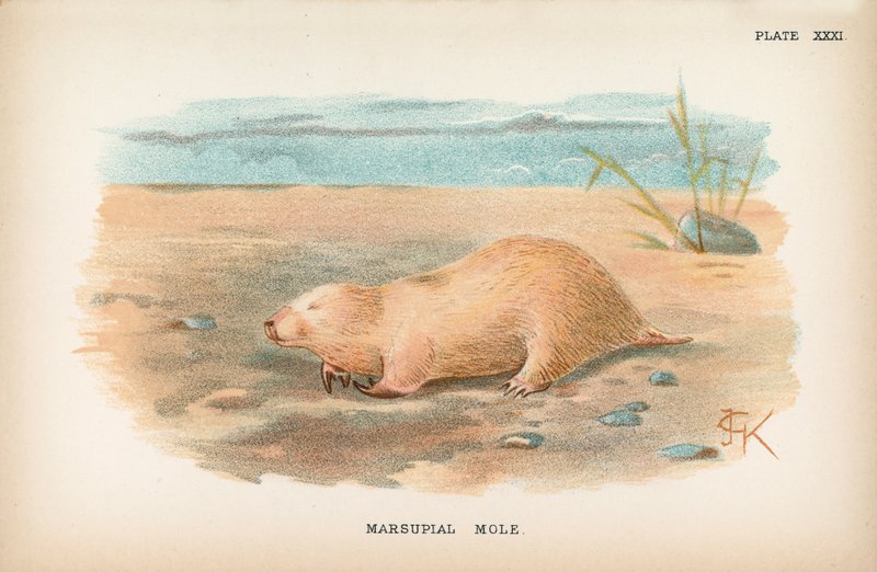 Toupeira Marsupial de English School