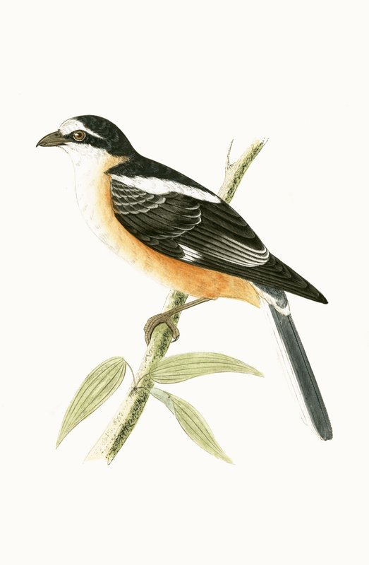 Picanço Mascarado, ilustração de "Uma História das Aves da Europa Não Observadas nas Ilhas Britânicas", de Charles Robert Bree (1811-1886), publicado em 1867 de English School