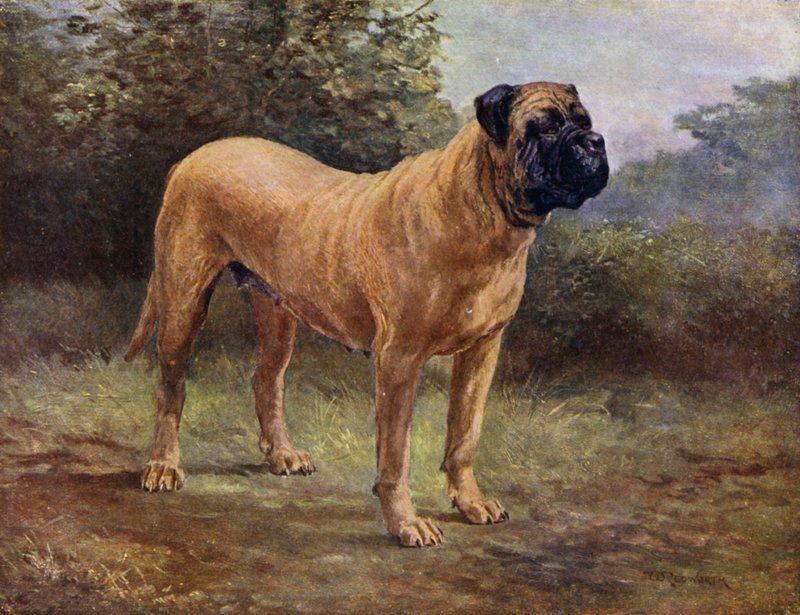 Campeã da raça Mastiff Elgiva, KCSB 1363 A (litografia a cores) de English School