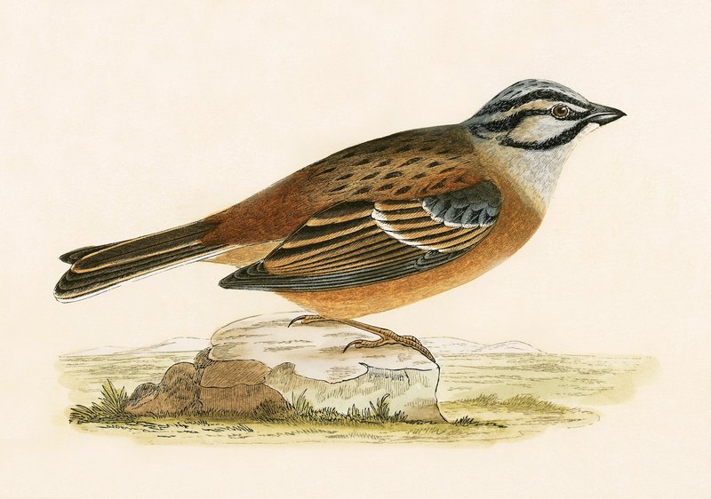 Meadow Bunting, ilustração de "Uma História das Aves da Europa Não Observadas nas Ilhas Britânicas", de Charles Robert Bree (1811-1886), publicado em 1867 de English School