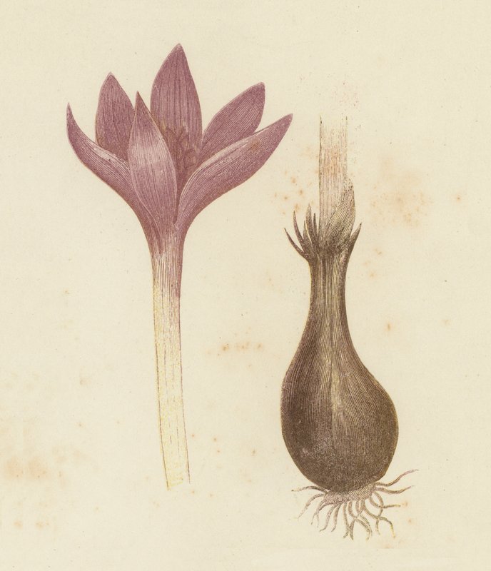 Meadow Saffron, Colchicum Autumnale (cor litho) de English School