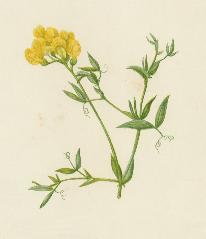 Vetchling dos prados, Lathyrus Pratensis (cor litho) de English School